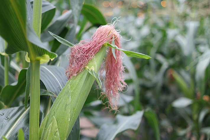 Land Pro LLC July 2025 Newsletter